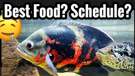 best food for oscar fish|tiger oscar diet.